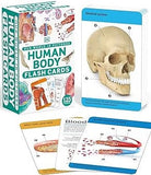 Our World in Pictures Human Body Flash Cards