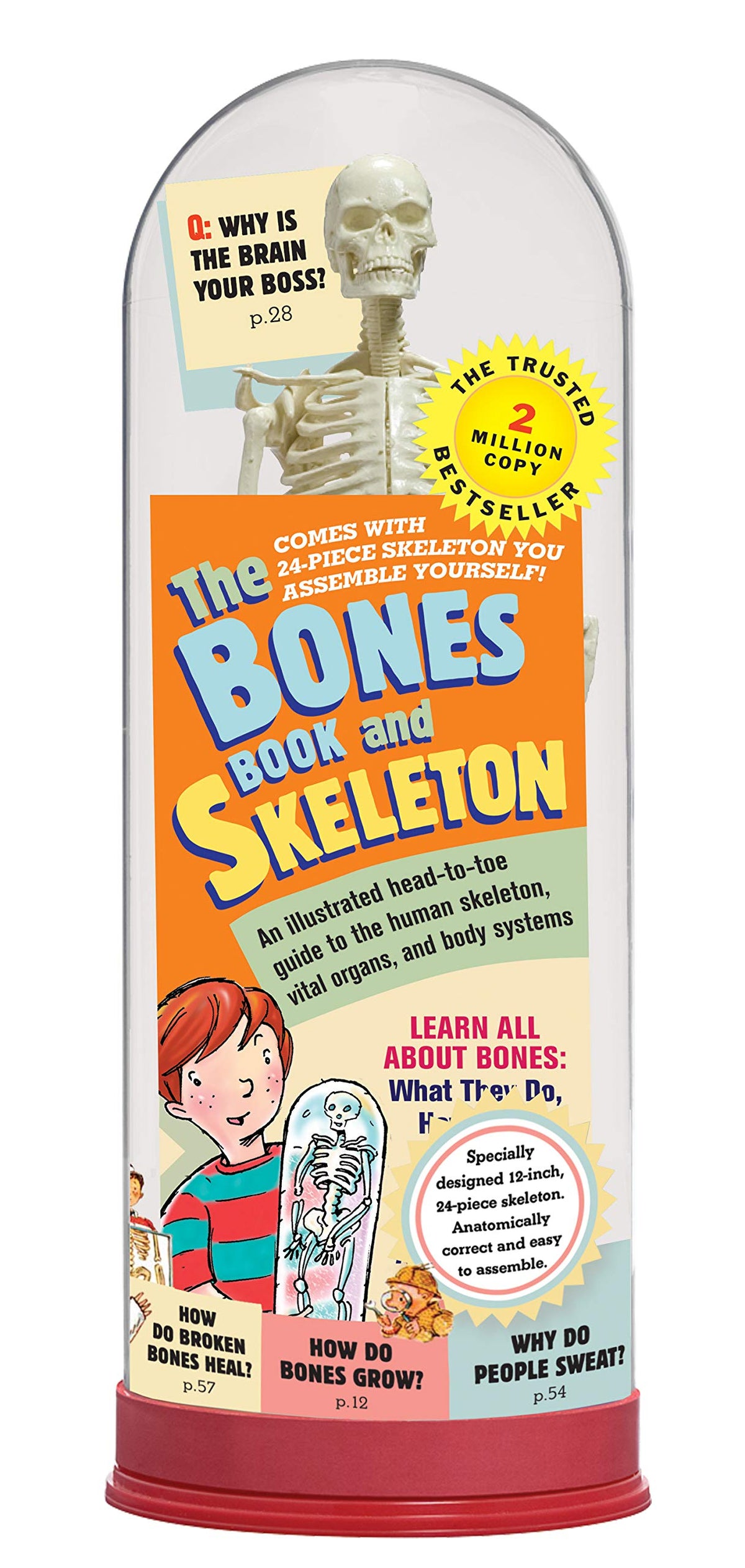The Bones Book And Skeleton