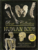 Bone Collection: Human Body