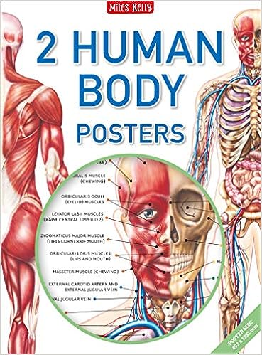 2 Giant Human Body Poster of Anterior and Posterior Anatomy