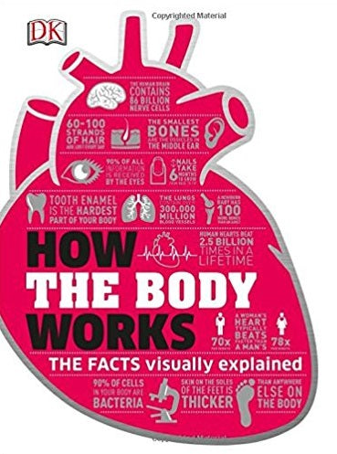 How the Body Works Big Stuff Simply Explained
