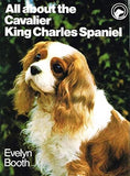 All about the Cavalier King Charles spaniel