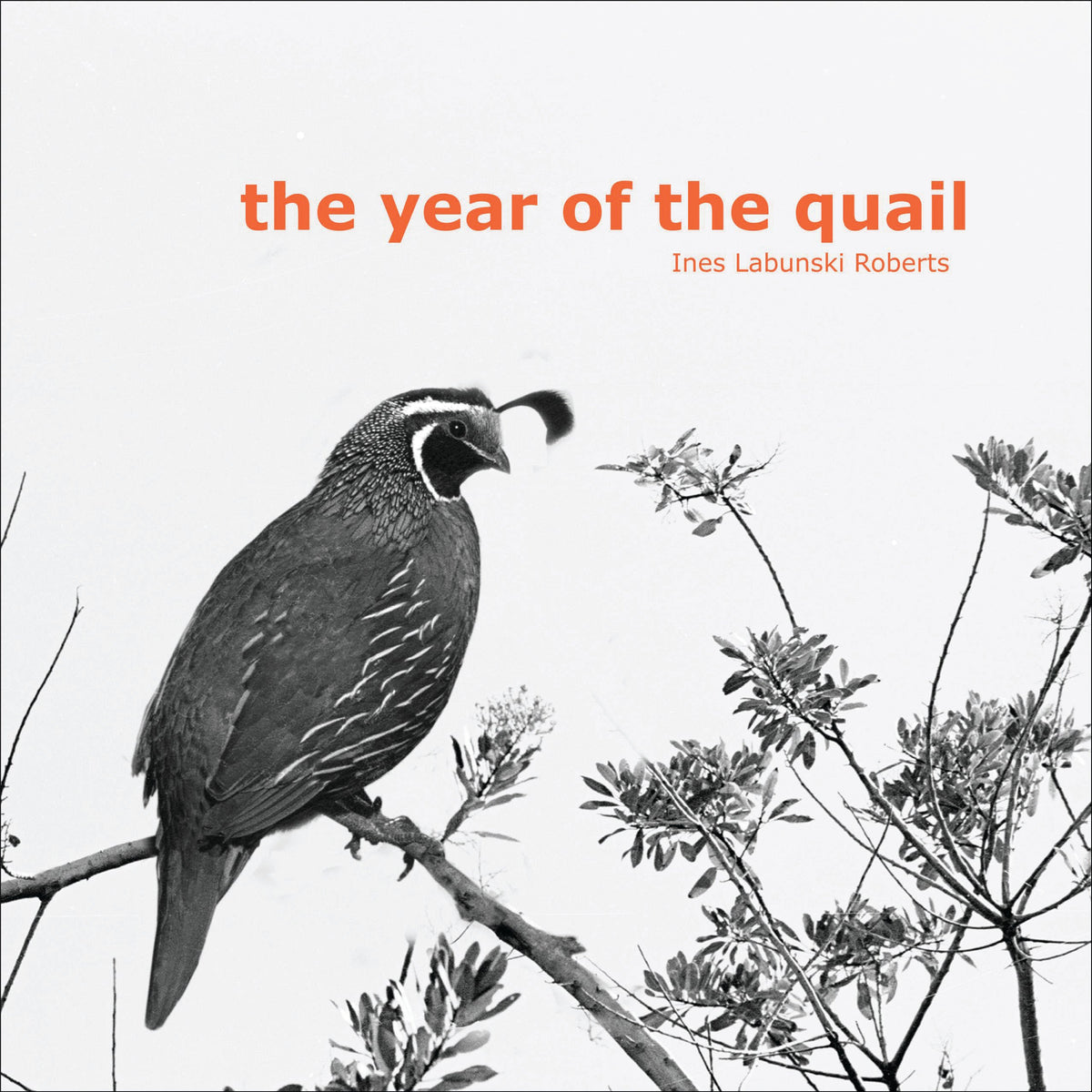 The year of the quail